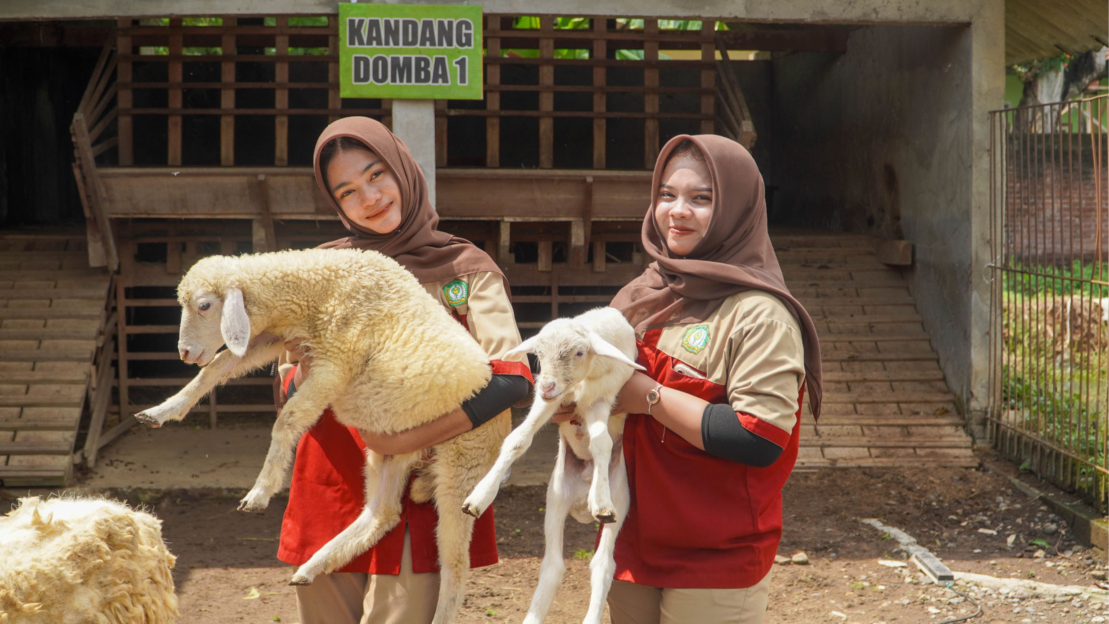 Agribisnis Ternak Ruminansia 