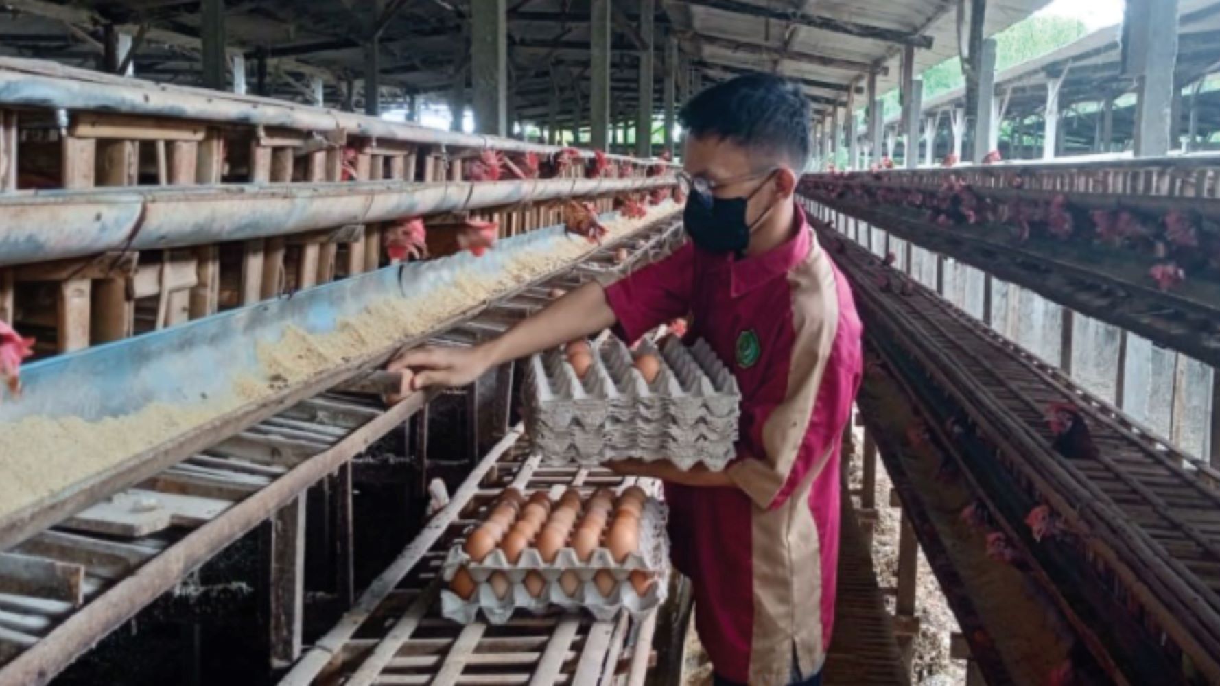 Agribisnis Ternak Unggas 