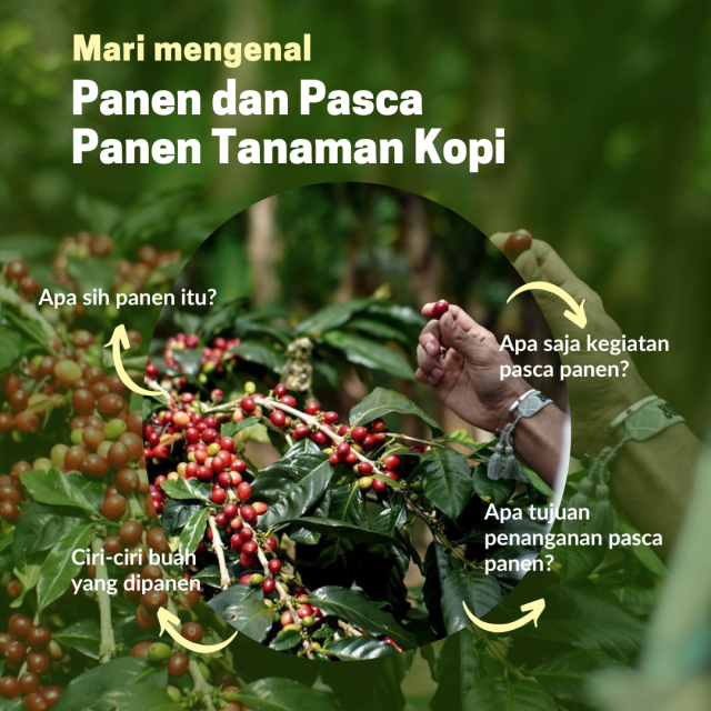 PANEN DAN PASCA PANEN TANAMAN KOPI