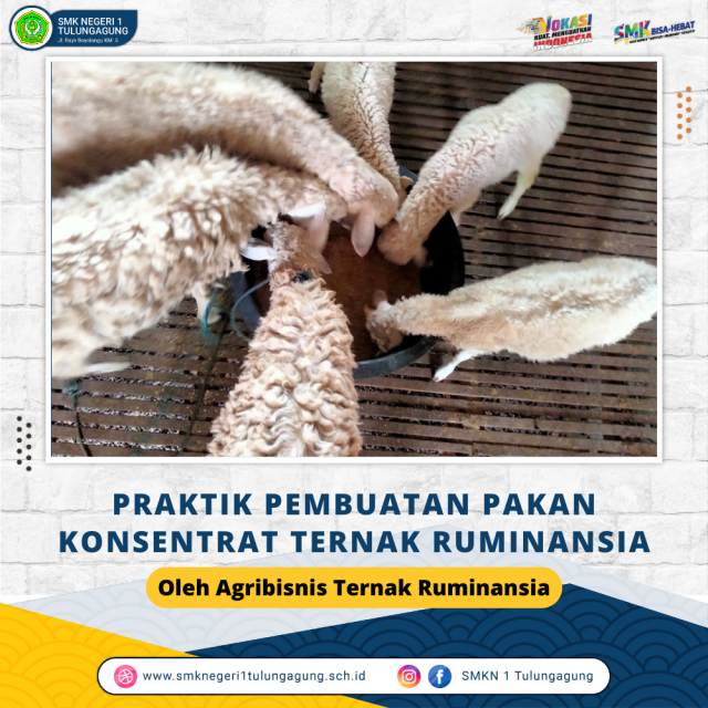 PRAKTIK PEMBUATAN PAKAN KONSENTRAT TERNAK RUMINANSIA