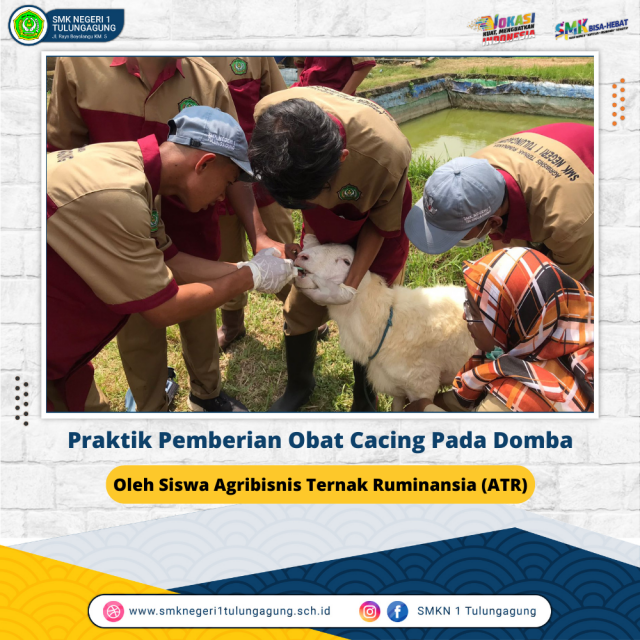 Praktik Pemberian Obat Cacing Pada Domba