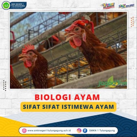 Biologi Ayam  Sifat sifat rahasia pada ayam 