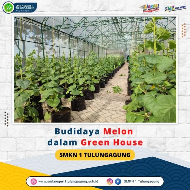 Budidaya Melon Dalam Green House 