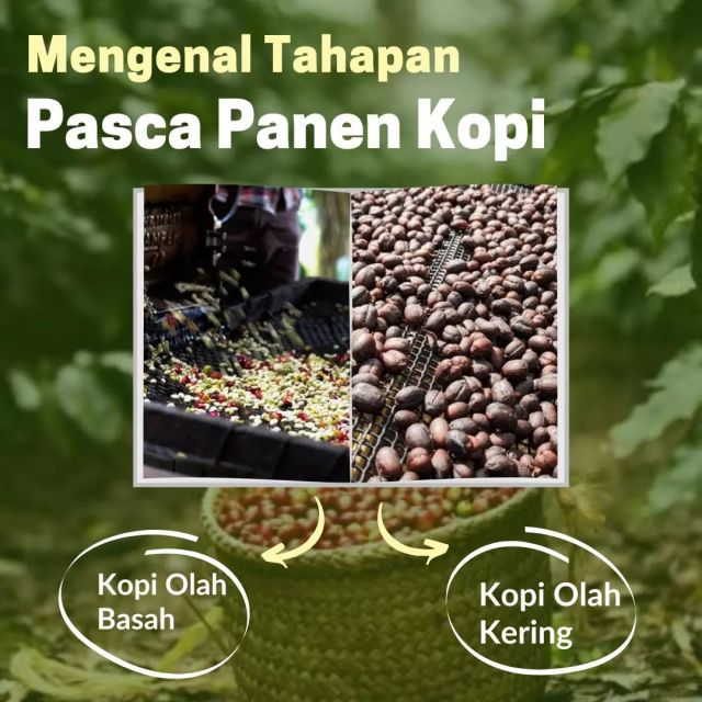 Mengenal Tahapan Pasca Panen Kopi