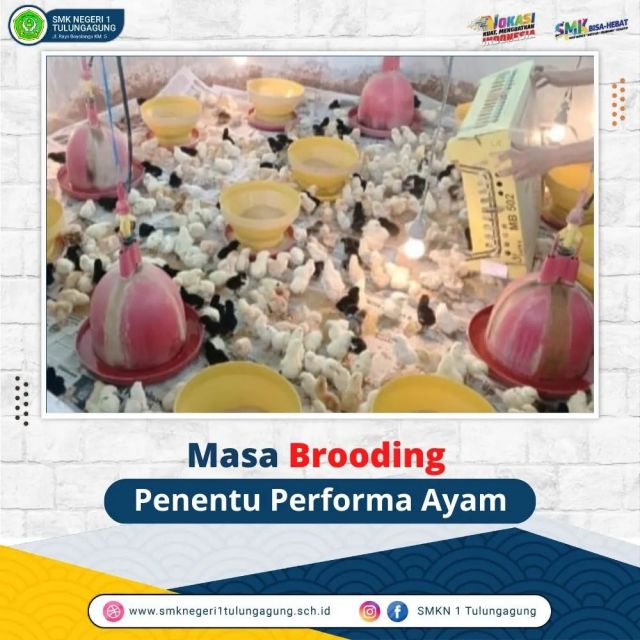 Masa Brooding  Penentu Peforma Ayam 