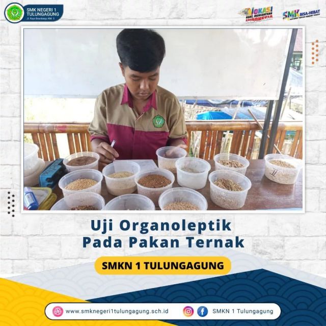 Uji Argonaleptik pada Pakan Ternak