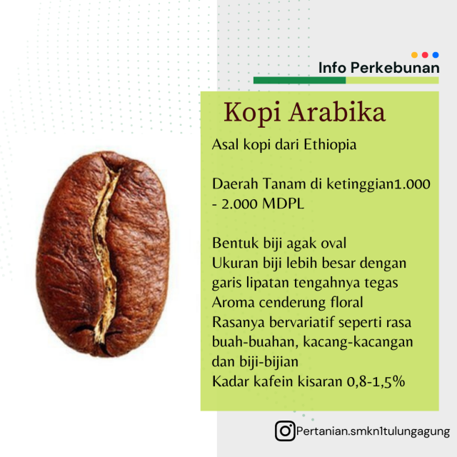 KOPI ARABIKA