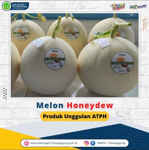 Melon Honeydew Produk unggulan ATPH