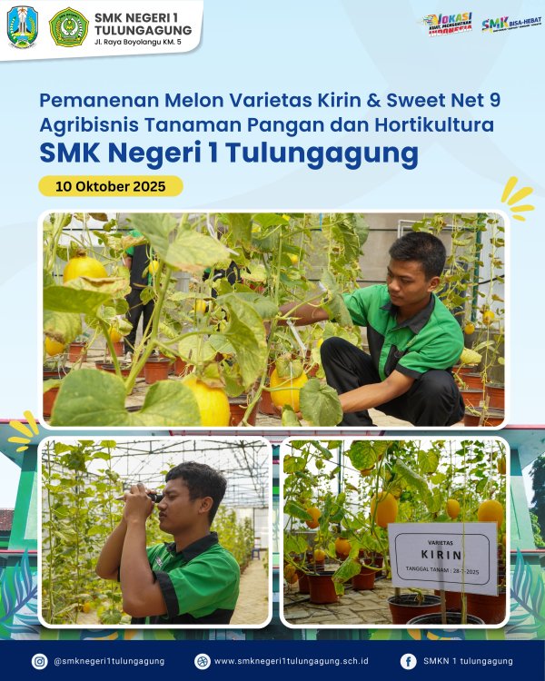 Panen Raya Melon Varietas Kirn & Sweet SMKN 1 Tulungagung