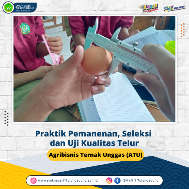 Praktik Pemanenan, Seleksi  dan Uji Kualitas Telur 