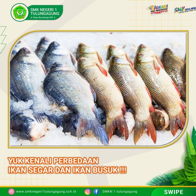 Yuk kenali perbedaan ikan segar dan ikan busuk 