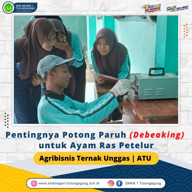 PENTINGNYA  POTONG PARUH  DEBEAKING UNTUK AYAM RAS PETELUR