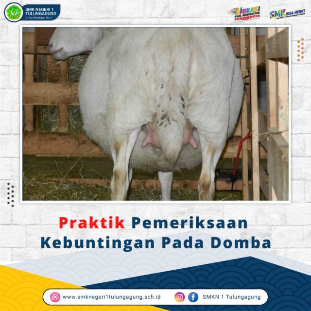 Praktik Pemeriksaan Kebuntingan pada Domba