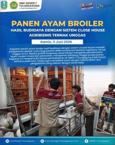 Belajar Pemeliharaan Modern, SMKN 1 Tulungagung Panen Ayam Broiler Closed House