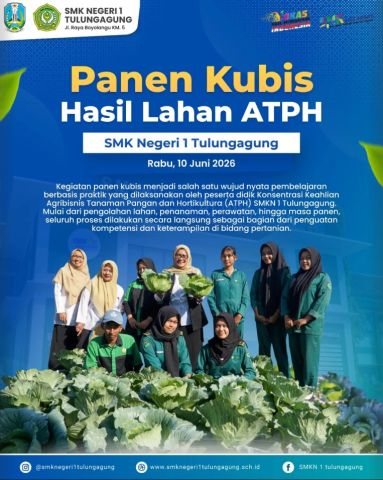 Panen Kubis ATPH SMKN 1 Tulungagung: Dari Teori Langsung Beraksi