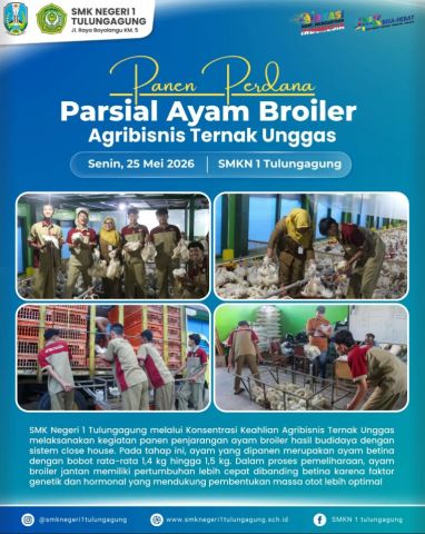 Panen Perdana Ayam Broiler Close House di SMKN 1 Tulungagung