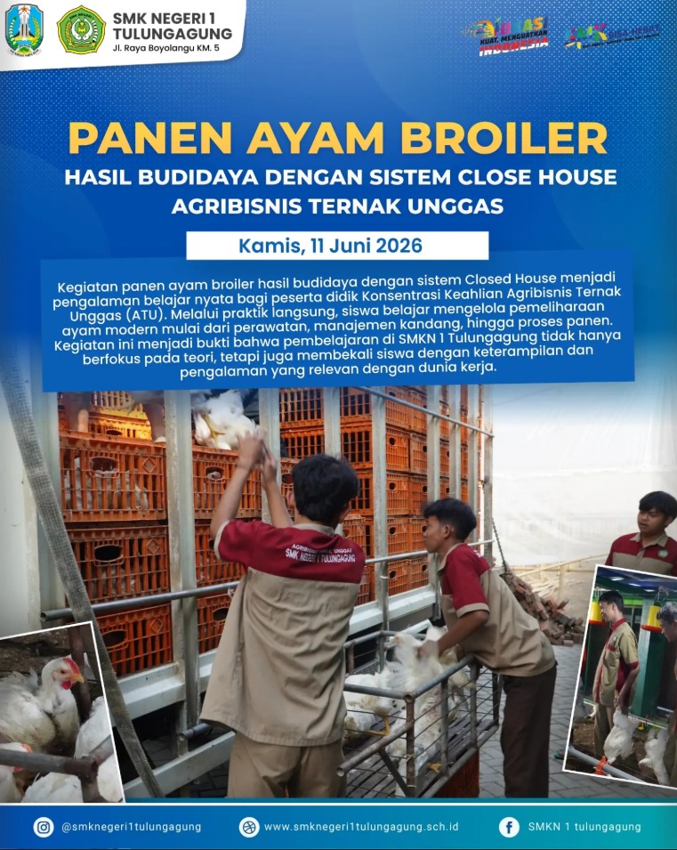 Belajar Pemeliharaan Modern, SMKN 1 Tulungagung Panen Ayam Broiler Closed House